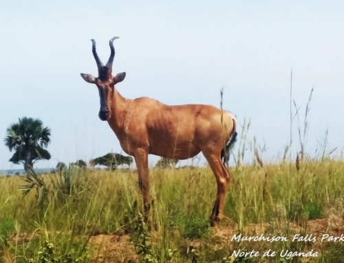 Naturaleza y Locura (África no es un país #8)